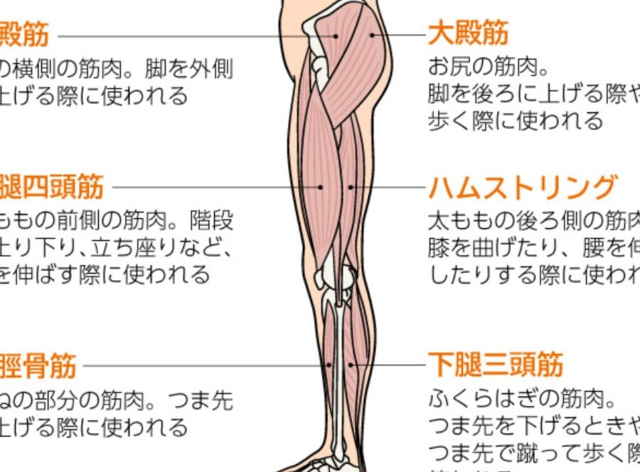 自転車で鍛えられる筋肉と健康効果の解説